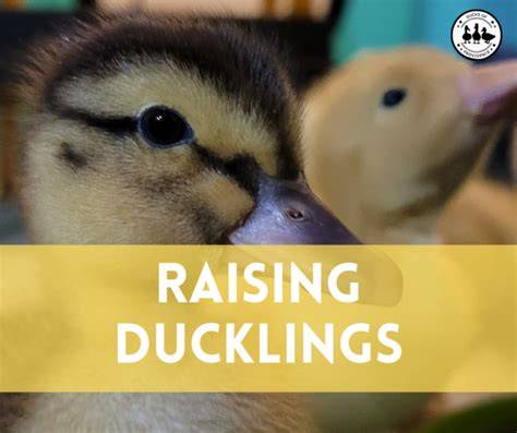 How to Raise Ducklings: A Beginners Guide - Ducks of Providence - raincitystudios.com