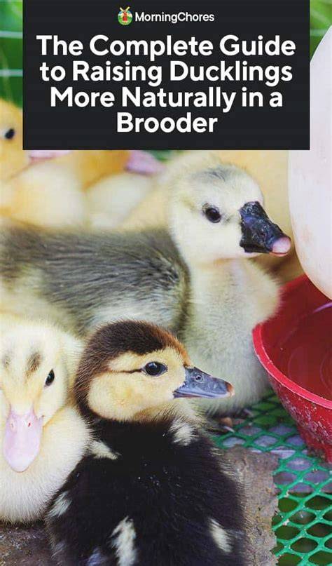 How to Raise Ducklings More Naturally in a Brooder - raincitystudios.com