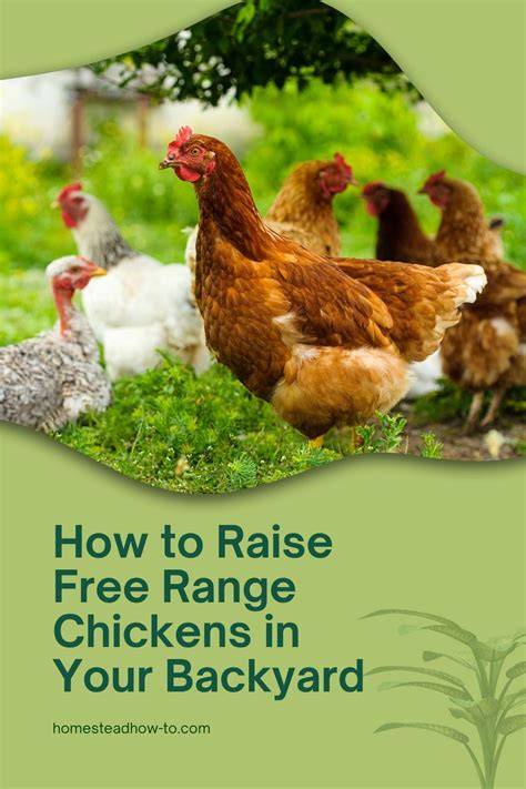 How to Raise Free Range Chickens - Backyard Poultry - raincitystudios.com