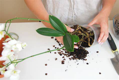 How to Repot an Orchid to Keep It Healthy and Happy - raincitystudios.com