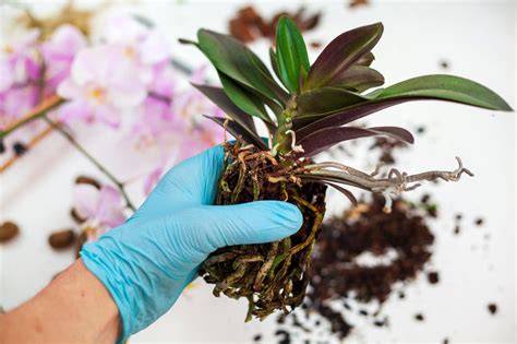 How to Repot an Orchid With Expert Tips - House … - raincitystudios.com