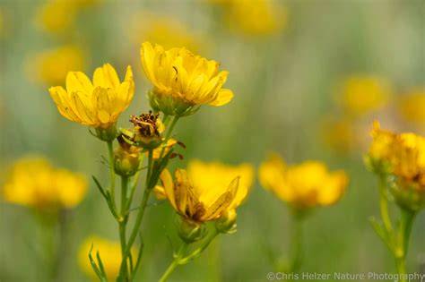 how to restore prairie – The Prairie Ecologist - raincitystudios.com