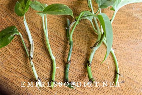 How to Root Pothos Cuttings - Empress of Dirt - muktibox.com