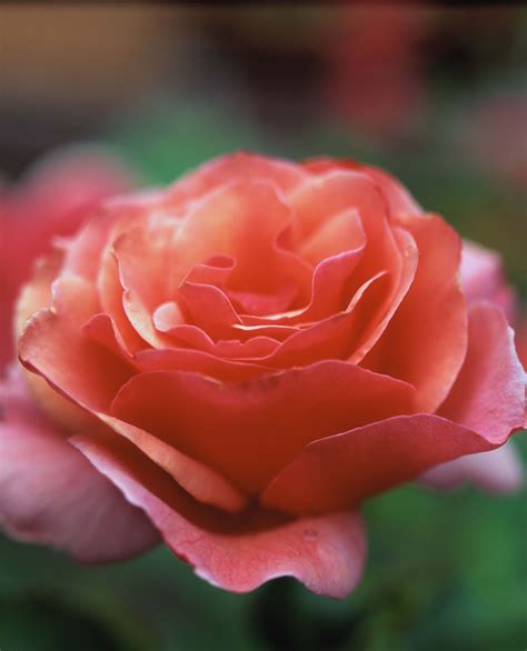 How to Root Roses in Softwood or Hardwood - Weekand - raincitystudios.com