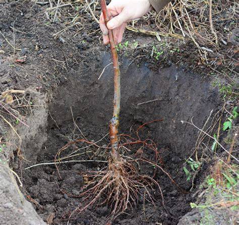 How to Root Trees (with Pictures) - wikiHow - raincitystudios.com