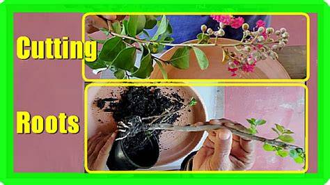 How to Root Woody Shrubs for Garden Expansion | Live to Plant - raincitystudios.com