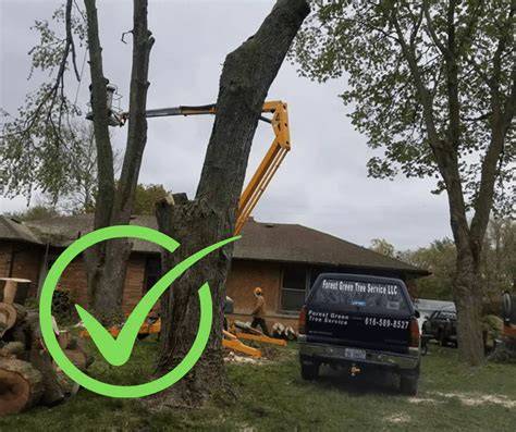 How to Safely Fell a Leaning Tree - Biology Insights - raincitystudios.com