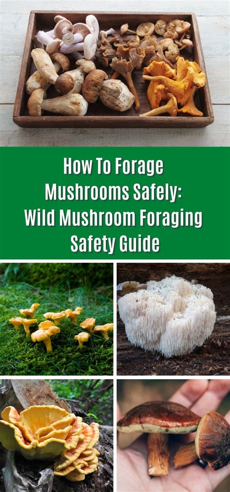 How to Safely Forage Wild Mushrooms - Live to Plant - muktibox.com