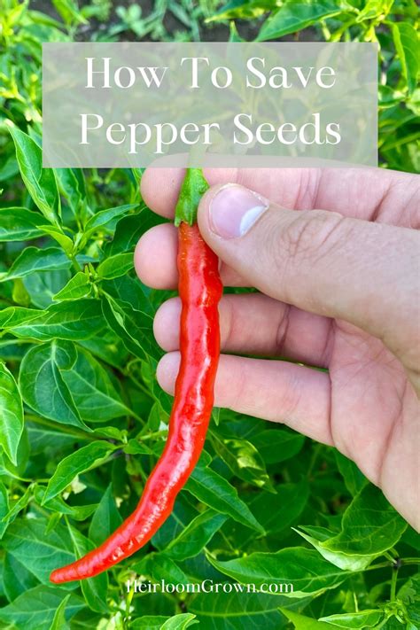 How To Save Pepper Seeds - raincitystudios.com