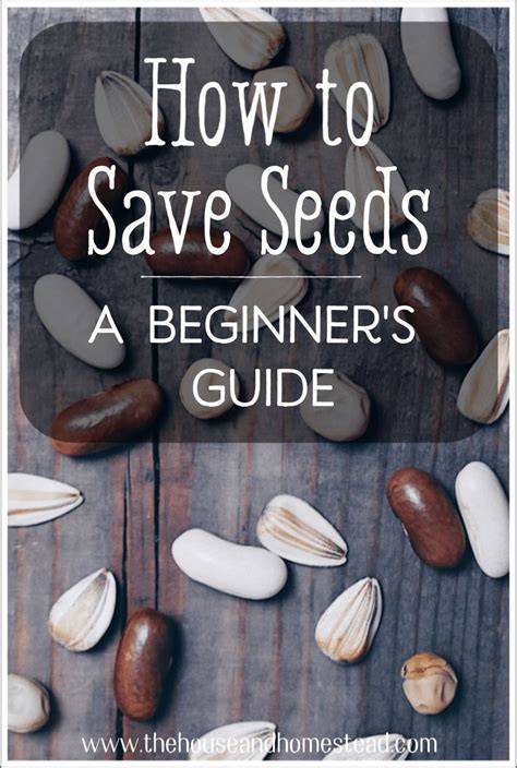 How to Save Seeds: Seed Saving for Beginners - The … - raincitystudios.com