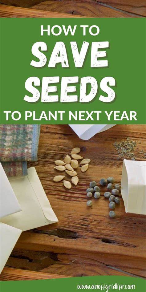 How to save seeds | Grow Wild | Kew - raincitystudios.com