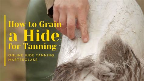 How to Scrape the Grain of a Hide for Tanning - wintechmobiles.com