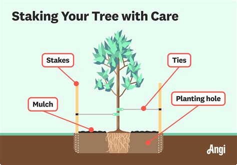 How to Secure Trees on Slopes: Effective Staking Techniques for Stability - raincitystudios.com