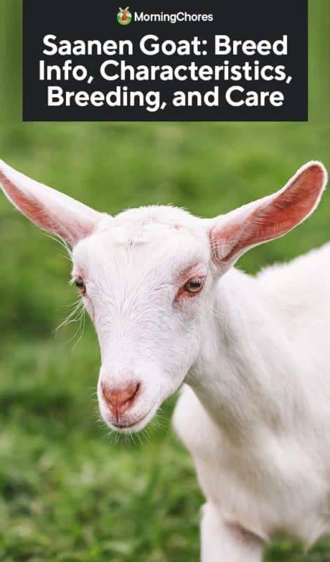 How to Select Quality Saanen Goat Genetics for Breeding Programs - raincitystudios.com