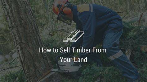 How to Sell Timber From Your Land - Grit - raincitystudios.com