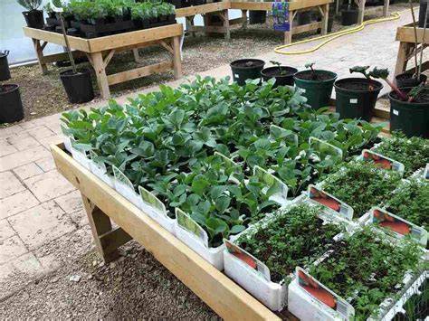 How To Set Up Vegetable Nursery – Ideas, And Tips - raincitystudios.com
