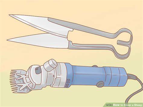 How to Shear a Sheep: Tips and Tricks for First-Timers - wikiHow - raincitystudios.com