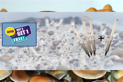 How to Spore Mushrooms: Prints, Syringes & Storage - muktibox.com