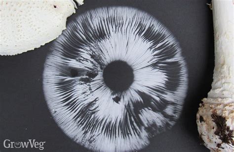 How to Spore Print a Wild Mushroom - Chef - muktibox.com