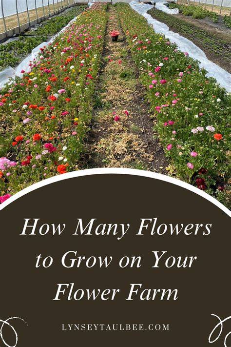 How to Start (and Grow) a Flower Farm Debt-Free - raincitystudios.com
