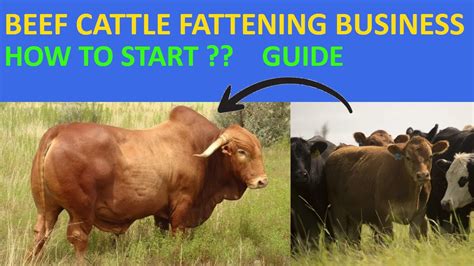 How to start a cattle fattening business - raincitystudios.com