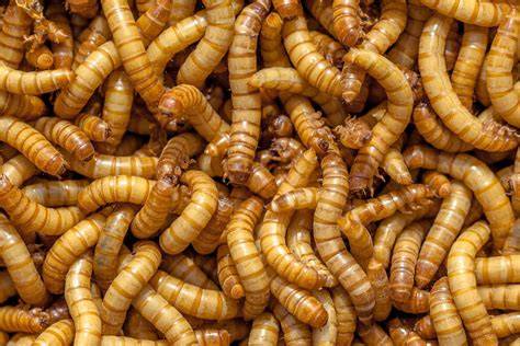 How To Start A Mealworm Farm: A Comprehensive … - raincitystudios.com
