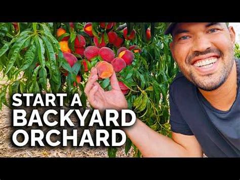 How to Start a Mini Backyard Orchard - Mother Earth … - raincitystudios.com