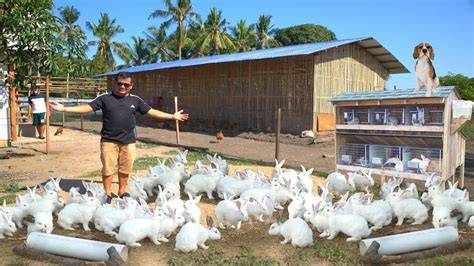 How to Start a Rabbit Farm - Complete Plan Guide in … - raincitystudios.com