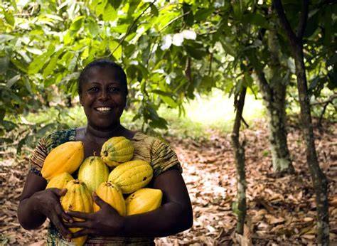 How to Start Cocoa Farming from Scratch: Cultivation Practices and ... - raincitystudios.com