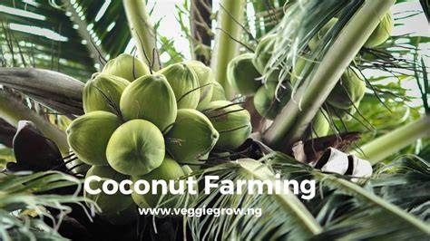 How To Start Coconut Farming in Nigeria- Your … - raincitystudios.com