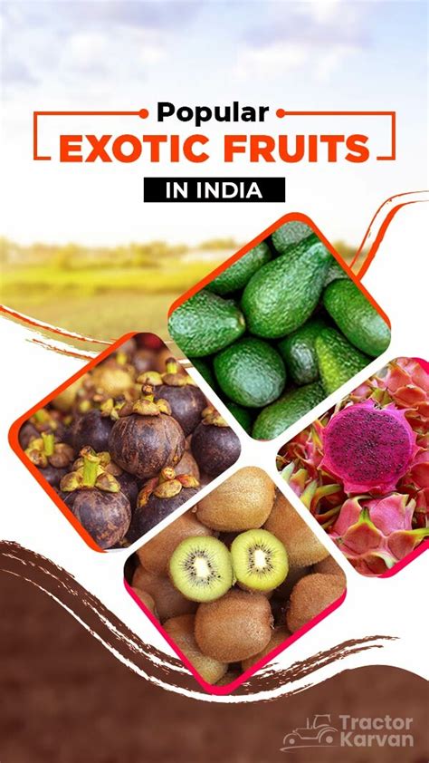 How to Start Exotic Fruit Farming in India: A Production and Growing ... - raincitystudios.com
