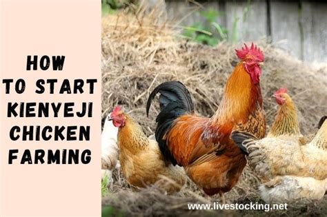 How to start profitable Kienyeji chicken farming - raincitystudios.com