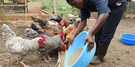 How to start profitable local chicken farming | Monitor - raincitystudios.com