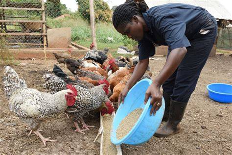 How to start profitable local chicken farming - Uganda - raincitystudios.com