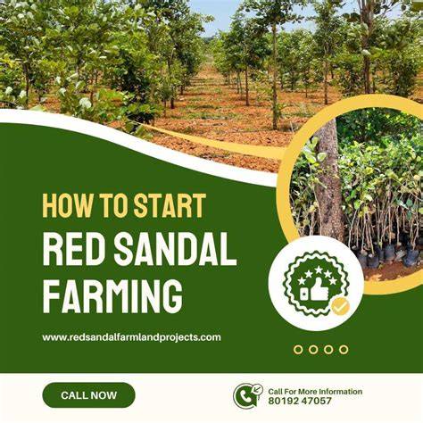 How to Start Red Sandalwood Farming in Andhra … - raincitystudios.com