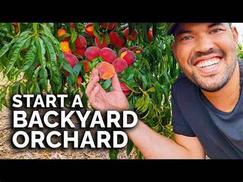 How to Start Your Own Mini Backyard Orchard - Epic … - raincitystudios.com