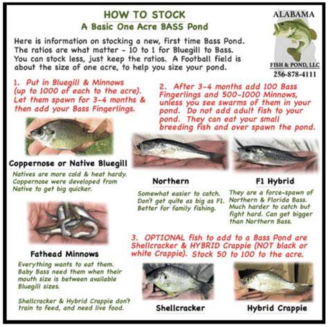 How to Stock a Pond or Lake With Catfish - raincitystudios.com