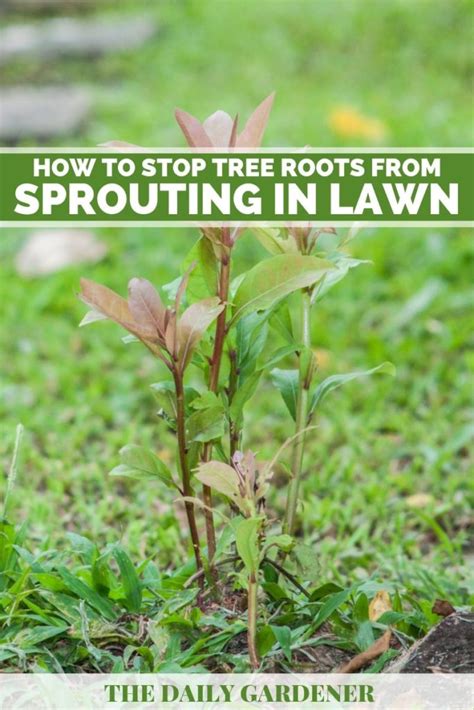 How To Stop Tree Roots From Sprouting In The Lawn - raincitystudios.com