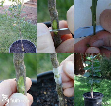 How to Successfully Bud Graft Citrus Trees - fruitmentor™ - raincitystudios.com