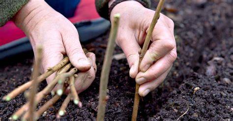 How to take fruit bush cuttings - BBC Gardeners World … - raincitystudios.com