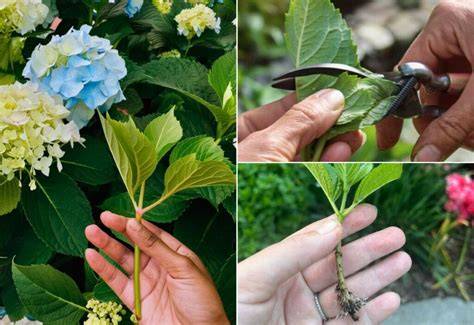 How to take hydrangea cuttings - BBC Gardeners … - raincitystudios.com