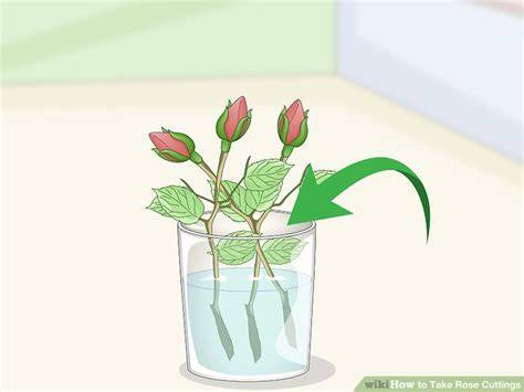 How to Take Rose Cuttings (Softwood) - raincitystudios.com