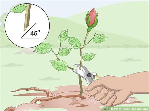 How to take rose cuttings - BBC Gardeners World … - raincitystudios.com