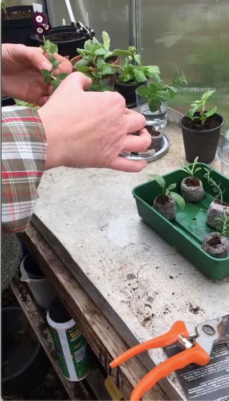 How to take softwood cuttings / RHS Gardening - raincitystudios.com
