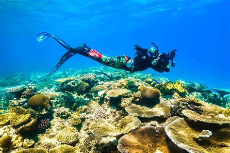 How to Take Underwater Photos & Videos: Snorkeling Tips - Kona Style - raincitystudios.com