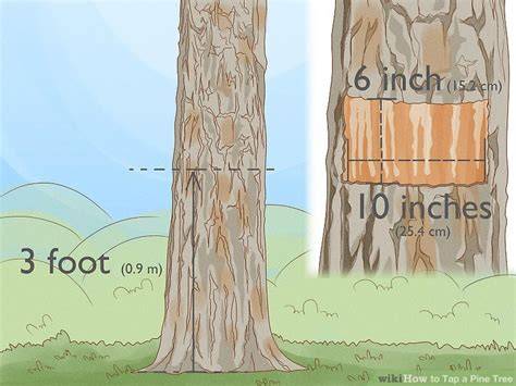 How to Tap a Pine Tree: 9 Steps (with Pictures) - wikiHow - raincitystudios.com