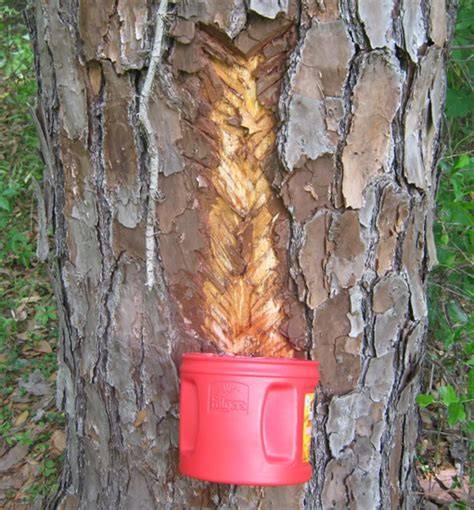 How to Tap a Pine Tree for Sap - raincitystudios.com