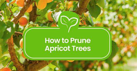 How to Train and Prune Apricot Trees - Wikifarmer - raincitystudios.com