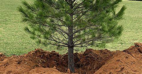How to Transplant a Tree Sapling for Survival - Biology Insights - raincitystudios.com