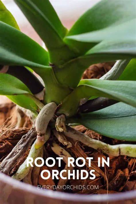How To Treat Orchid Root Rot - Gardening Know How - raincitystudios.com